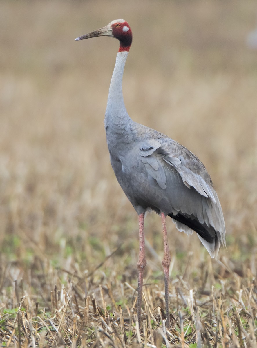 Sarus Crane - Mark Chappell