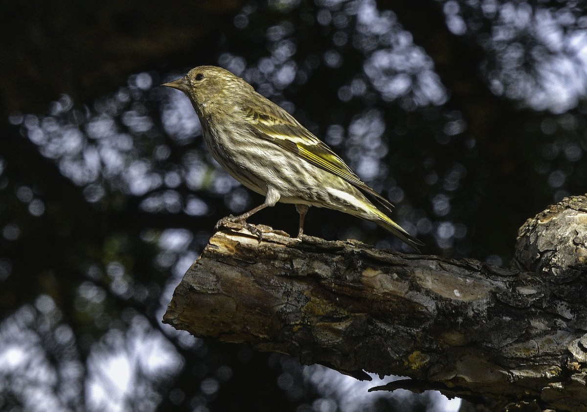 Pine Siskin - Kris Kristovich