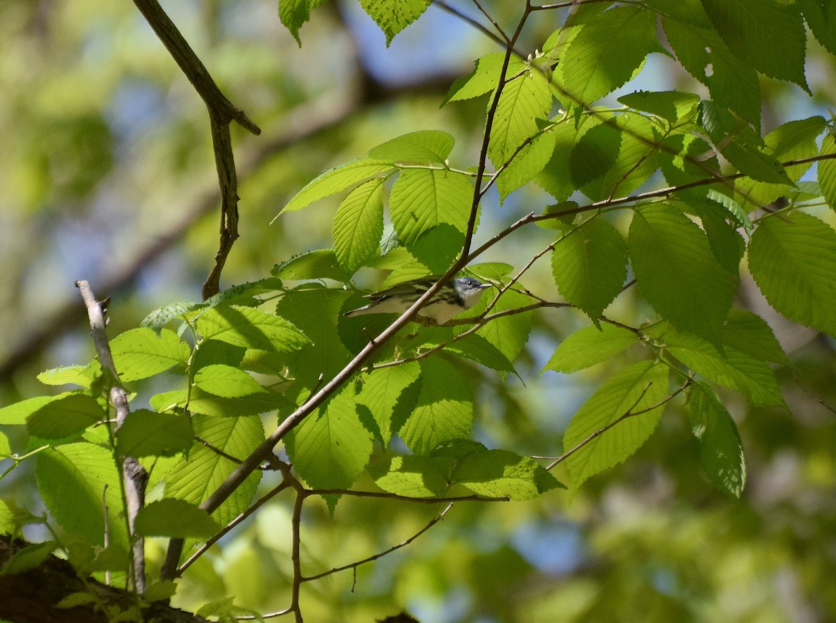 Cerulean Warbler - ML446260831
