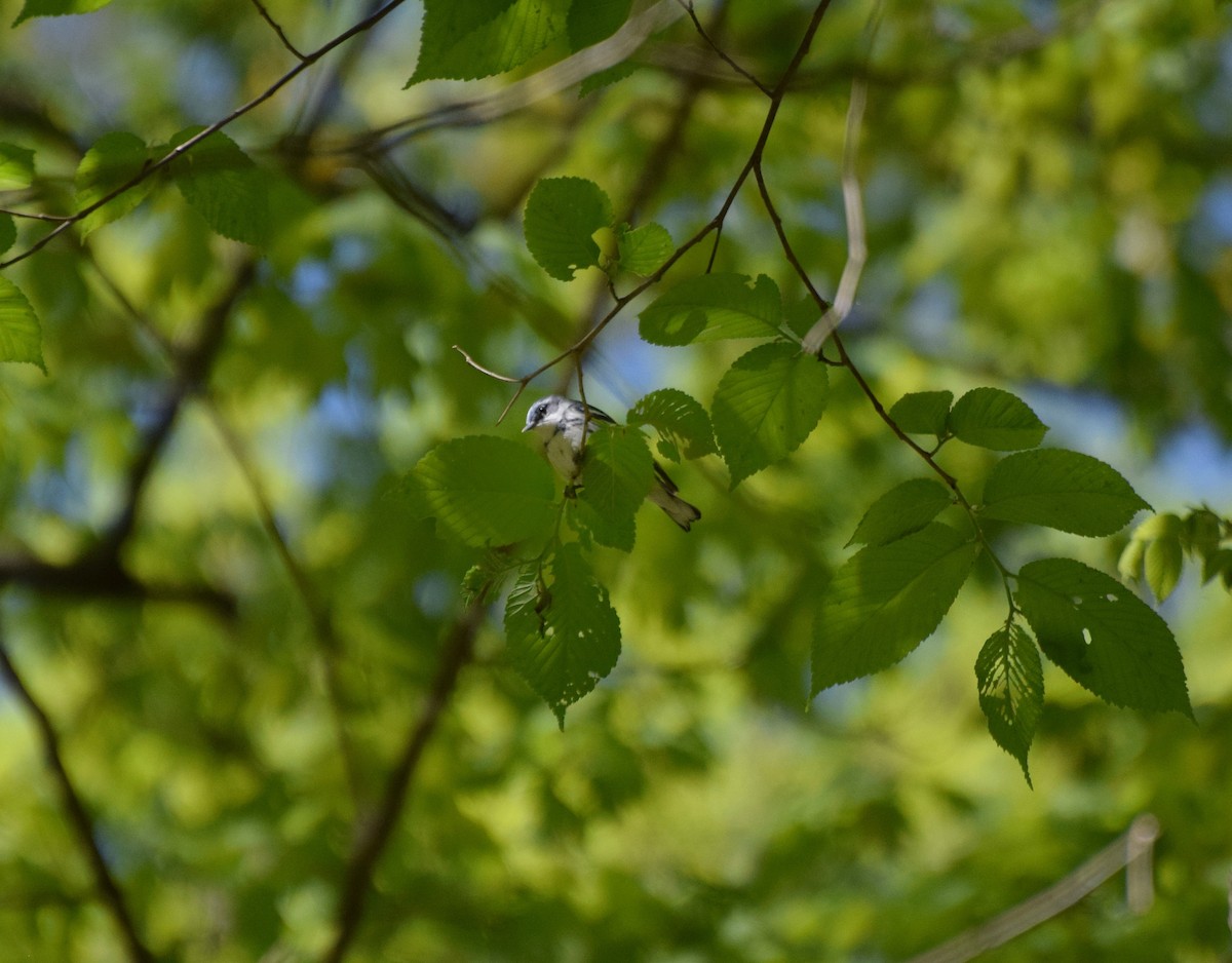 Cerulean Warbler - ML446260841