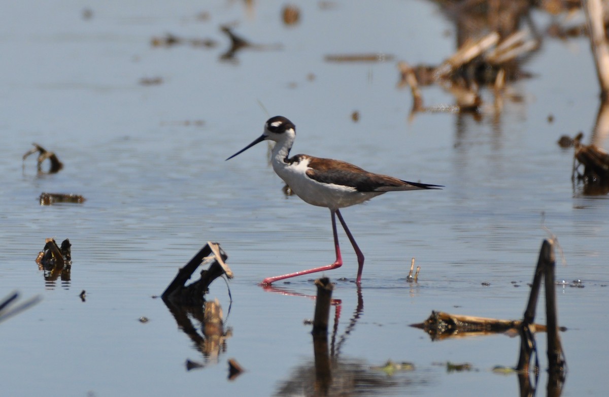 Black-necked Stilt - ML446260991