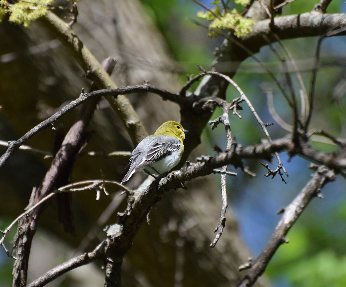 Yellow-throated Vireo - ML446261511