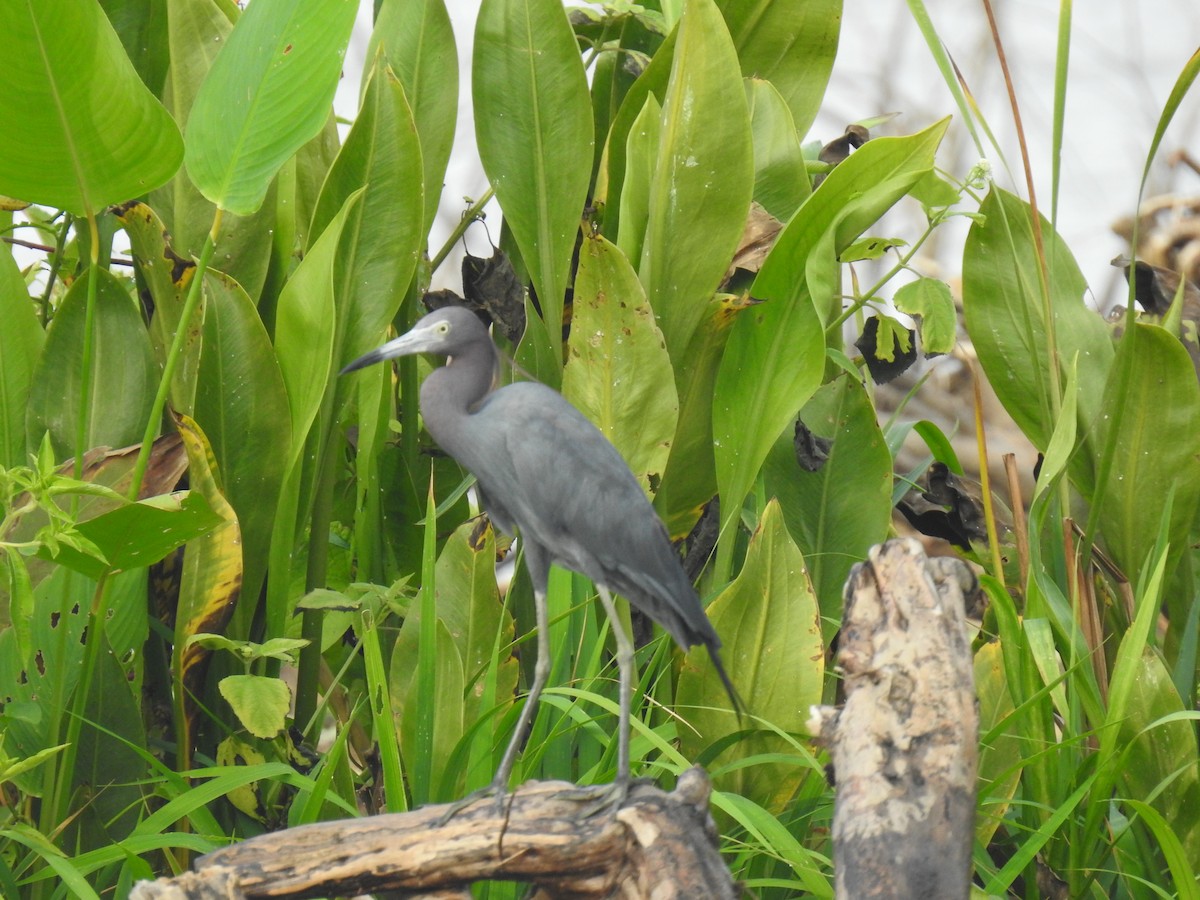 Little Blue Heron - ML446262371