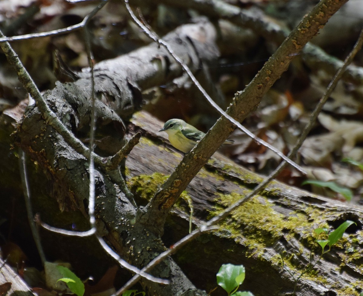Blackburnian Warbler - ML446262381