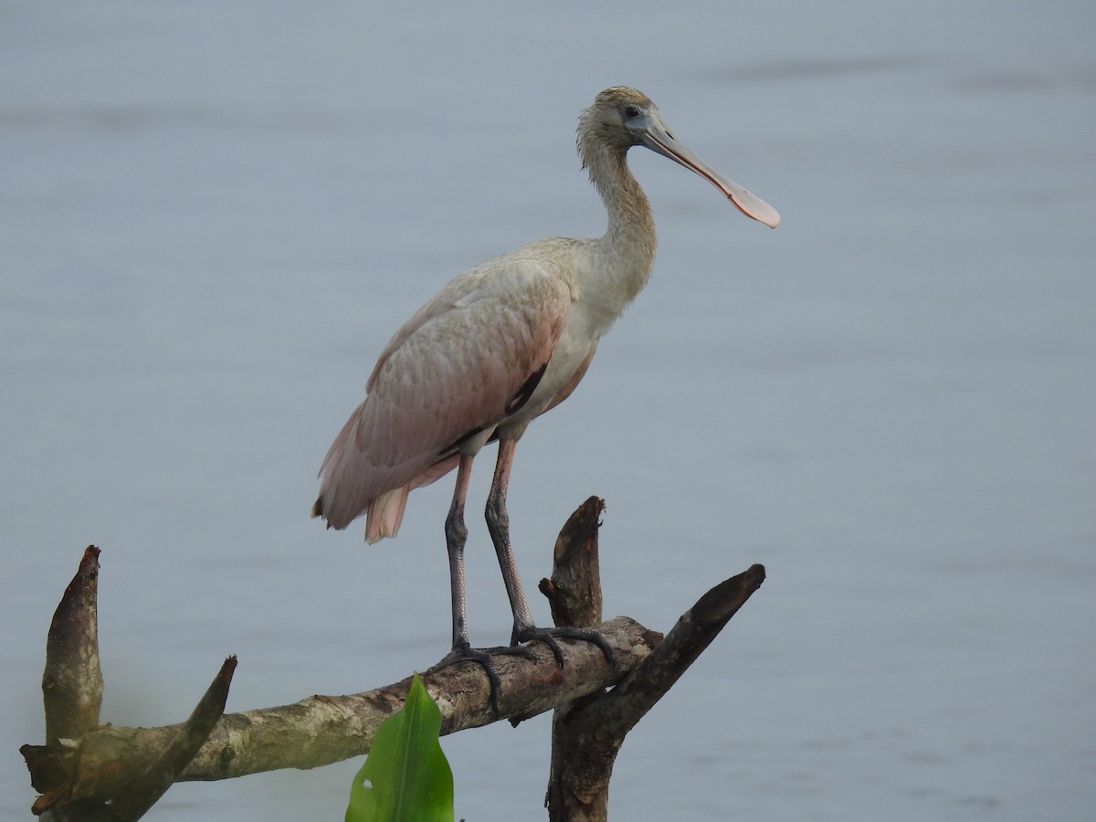 Roseate Spoonbill - ML446263191