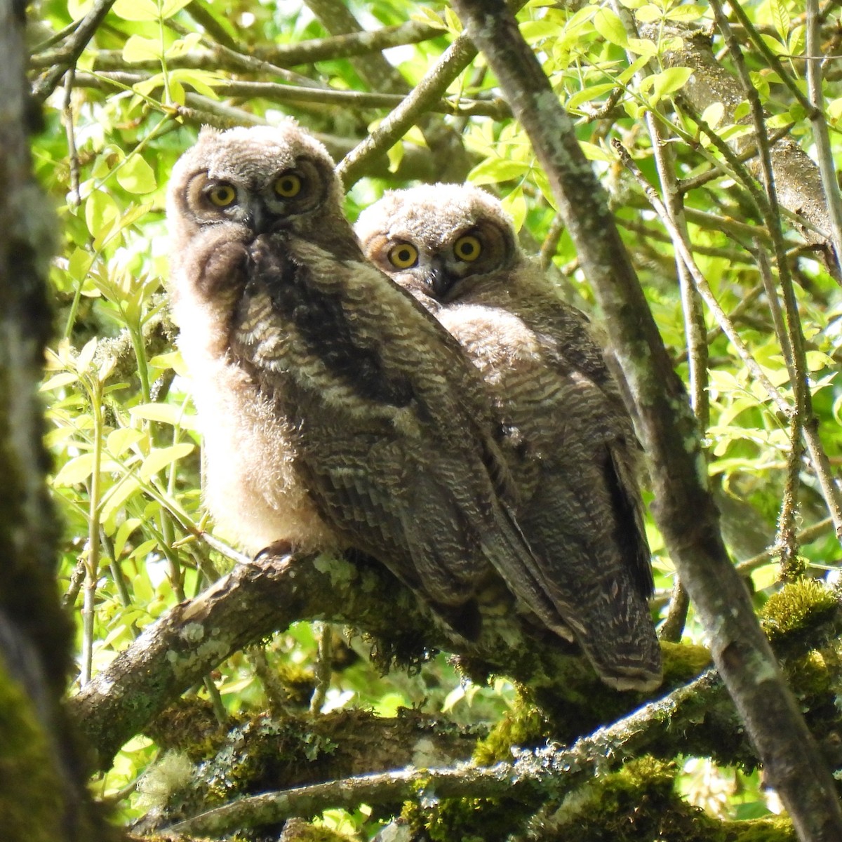 Great Horned Owl - ML446263971