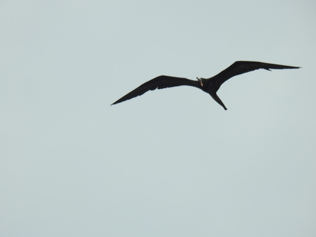 Magnificent Frigatebird - ML446264671