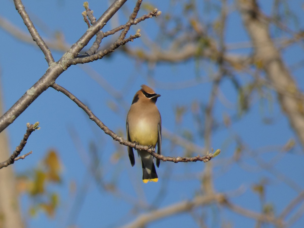 Cedar Waxwing - ML446265221