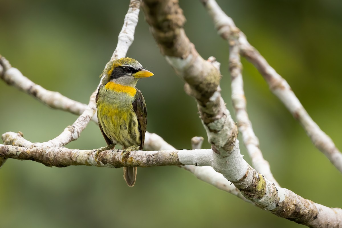 Lemon-throated Barbet (Lemon-throated) - ML446265951