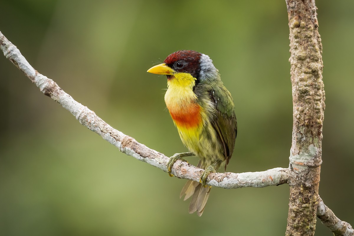 Lemon-throated Barbet (Lemon-throated) - ML446265961