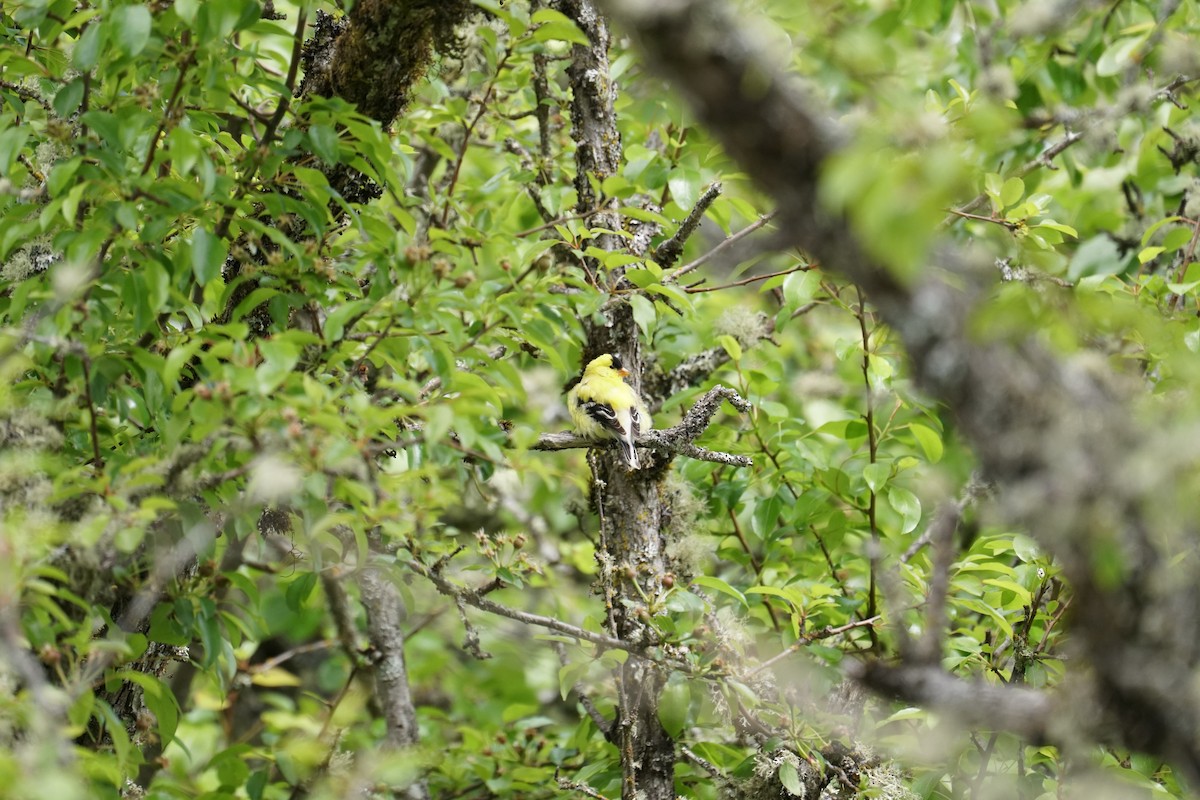 American Goldfinch - ML446268011