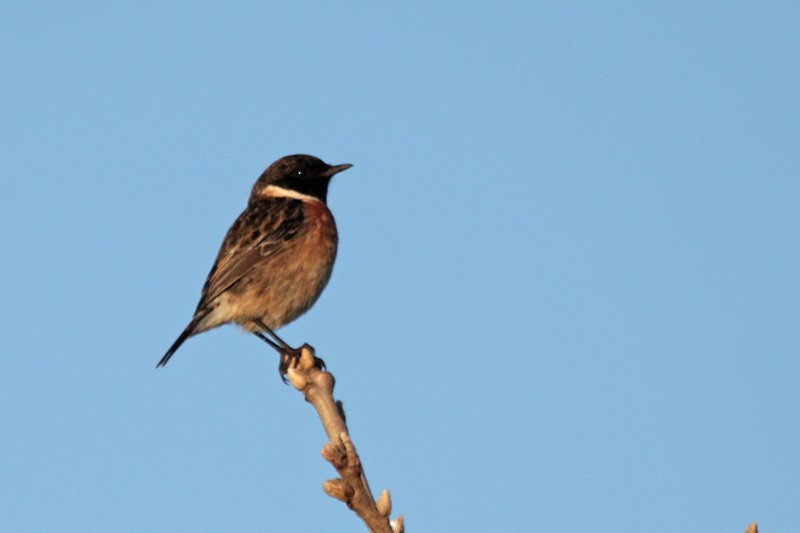 European Stonechat - ML44626891