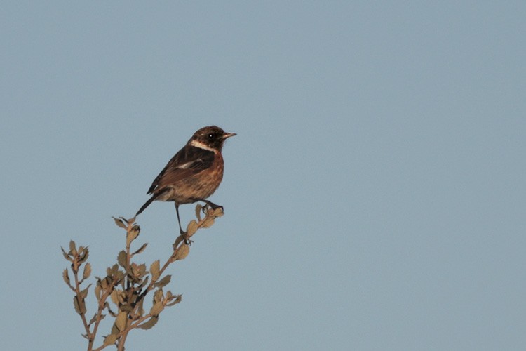 European Stonechat - ML44626901