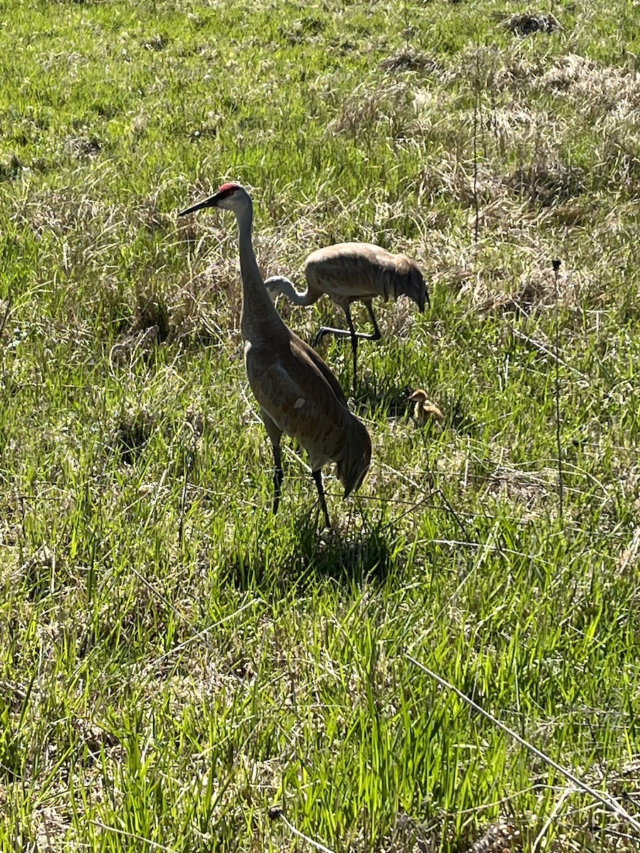 Sandhill Crane - ML446271581