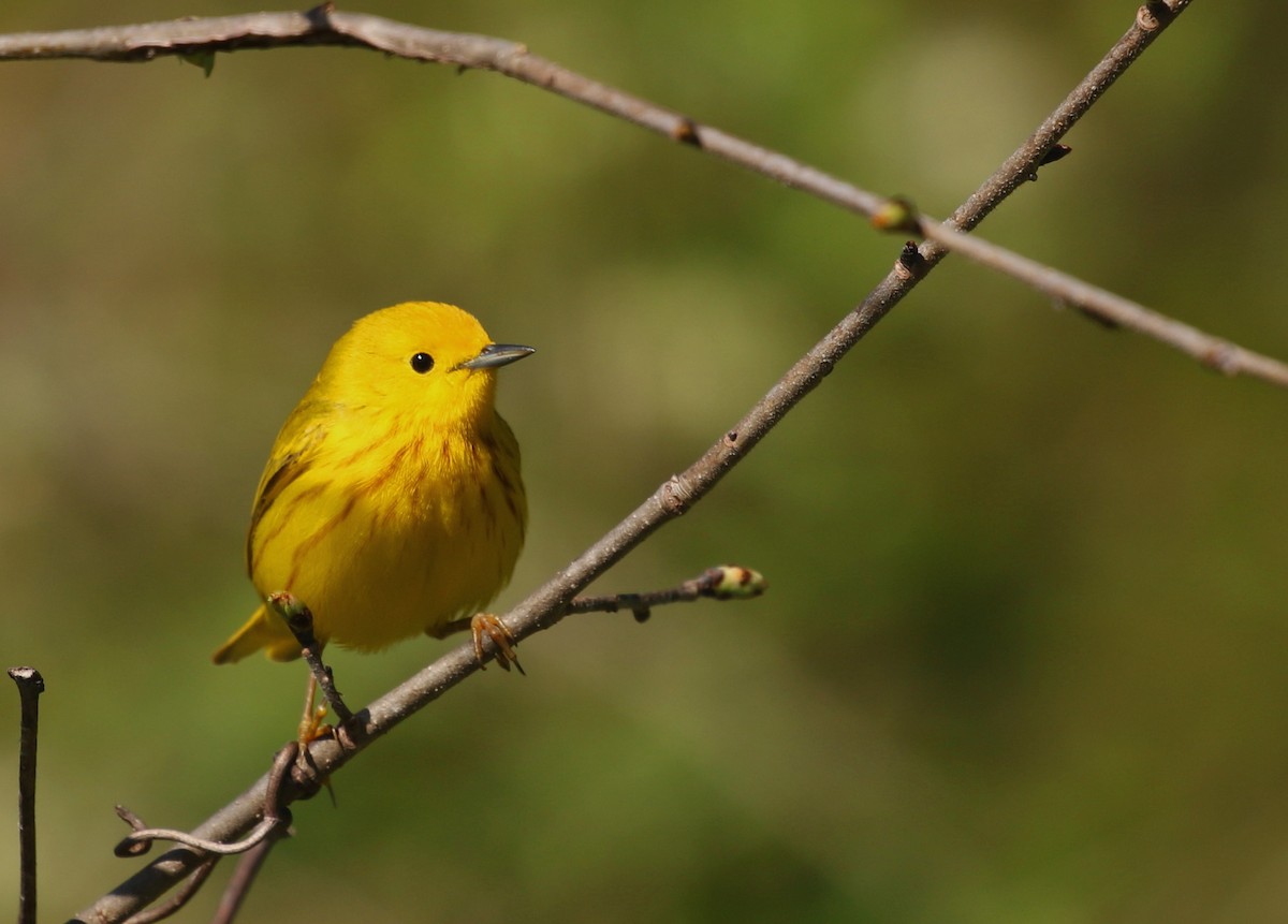 Yellow Warbler (Northern) - ML446272751