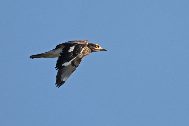 Eurasian Thick-knee - ML44627281