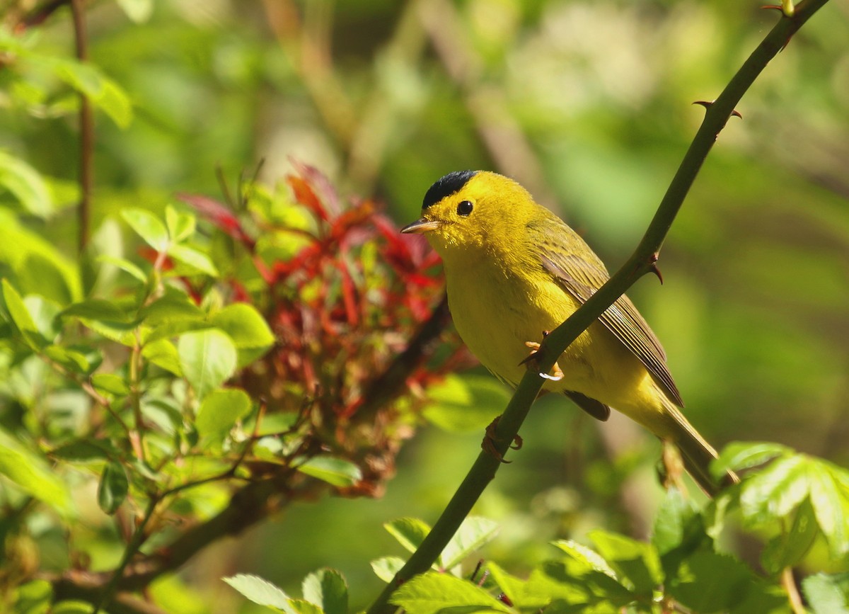 Wilson's Warbler - ML446273331