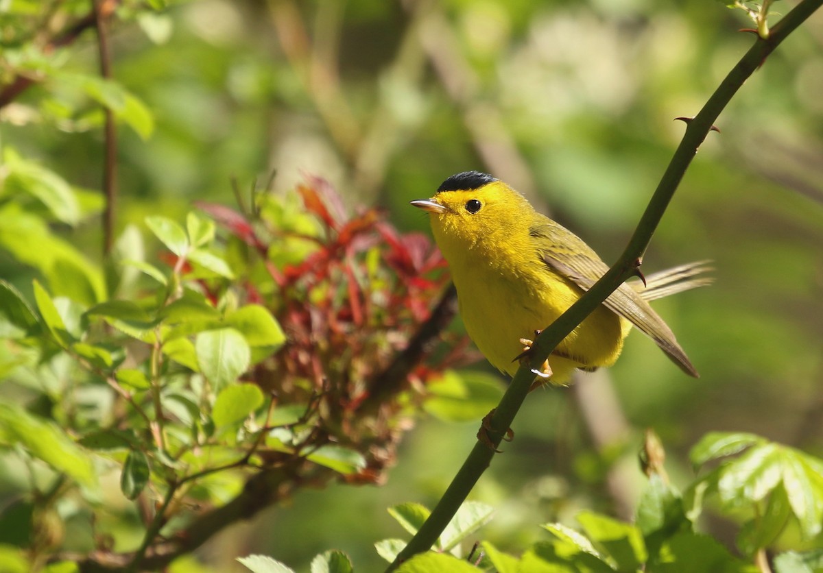 Wilson's Warbler - ML446273441