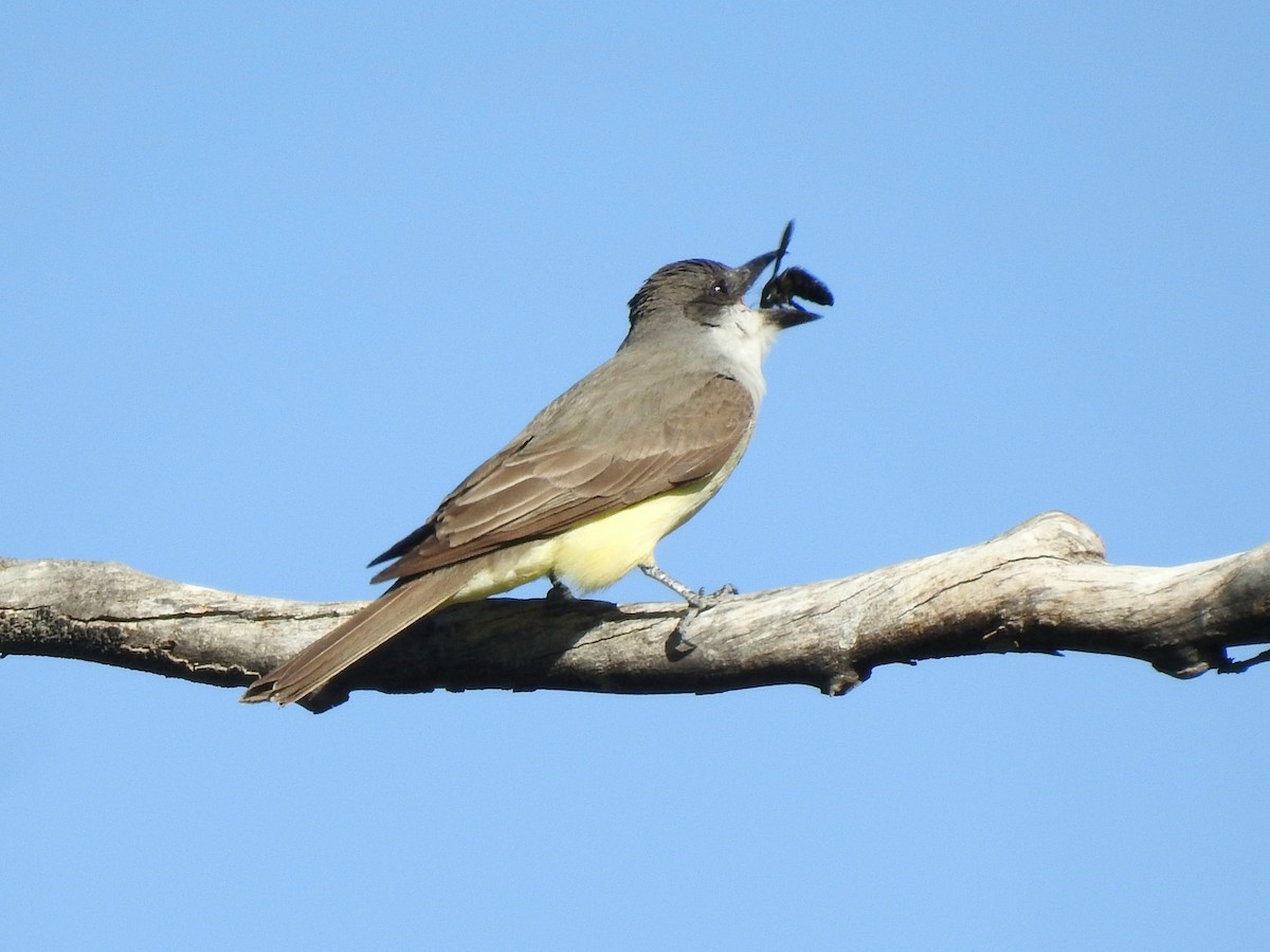 Dickschnabel-Königstyrann - ML446273511