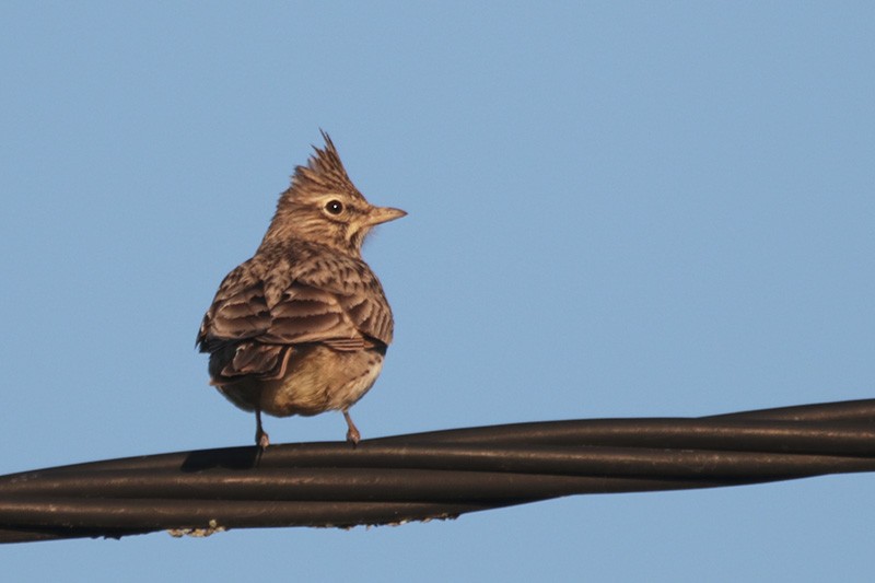 Crested Lark - ML44627371