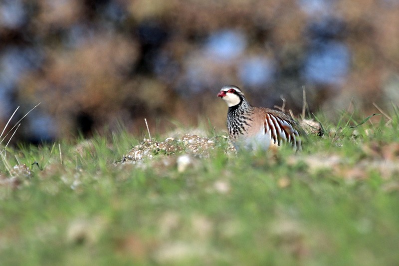 Red-legged Partridge - ML44627451