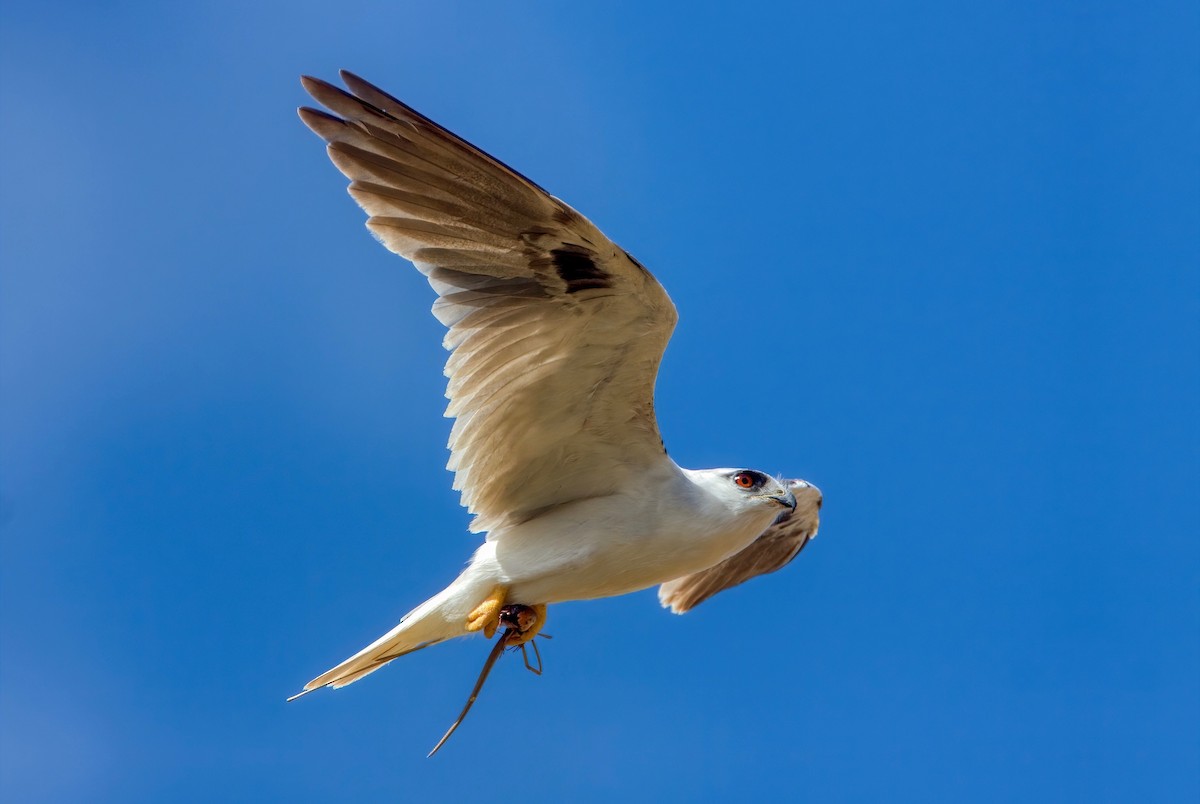 Black-shouldered Kite - ML446274971