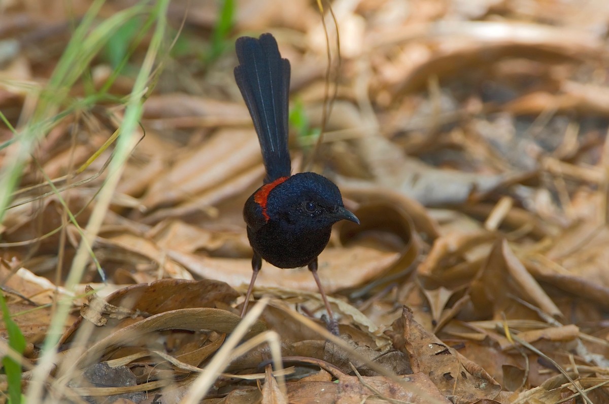 Red-backed Fairywren - ML446275111