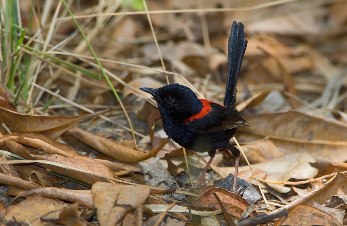 Red-backed Fairywren - ML446275121