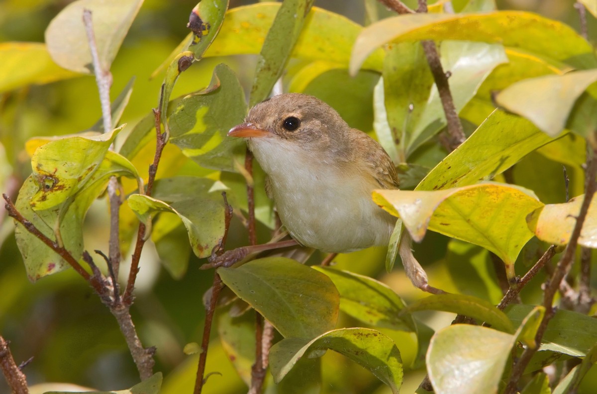 Red-backed Fairywren - ML446275131