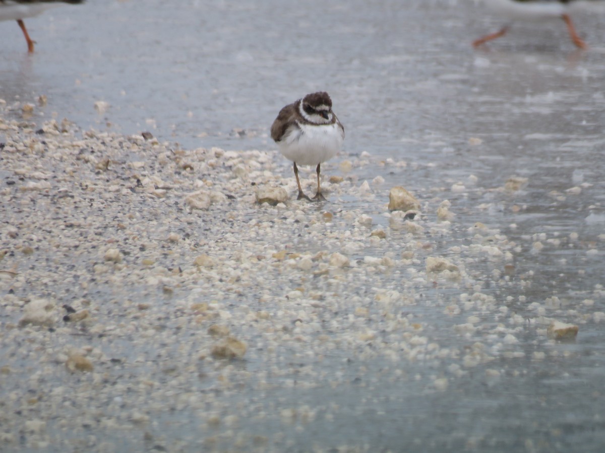 Semipalmated Plover - Jeanne Kaufman