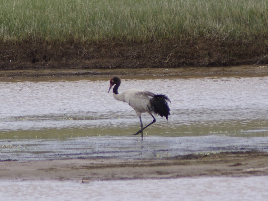 Black-necked Crane - Volkov Sergey