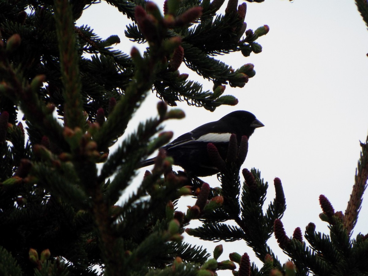 Lark Bunting - ML44627781