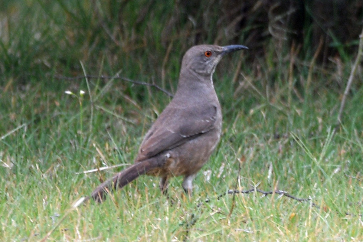 Curve-billed Thrasher - ML446278741