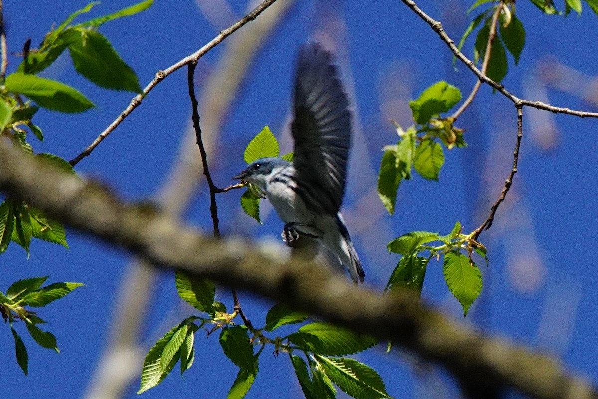 Cerulean Warbler - ML446281981