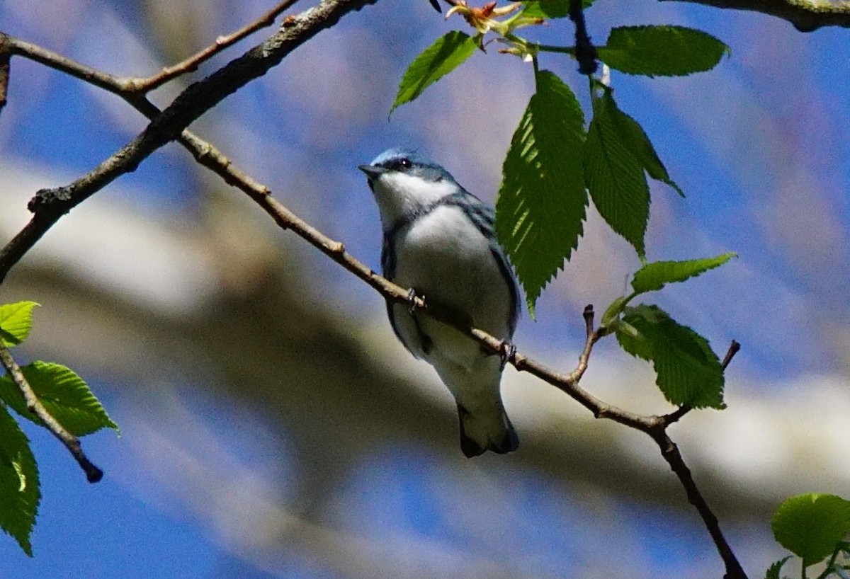 Cerulean Warbler - ML446282441