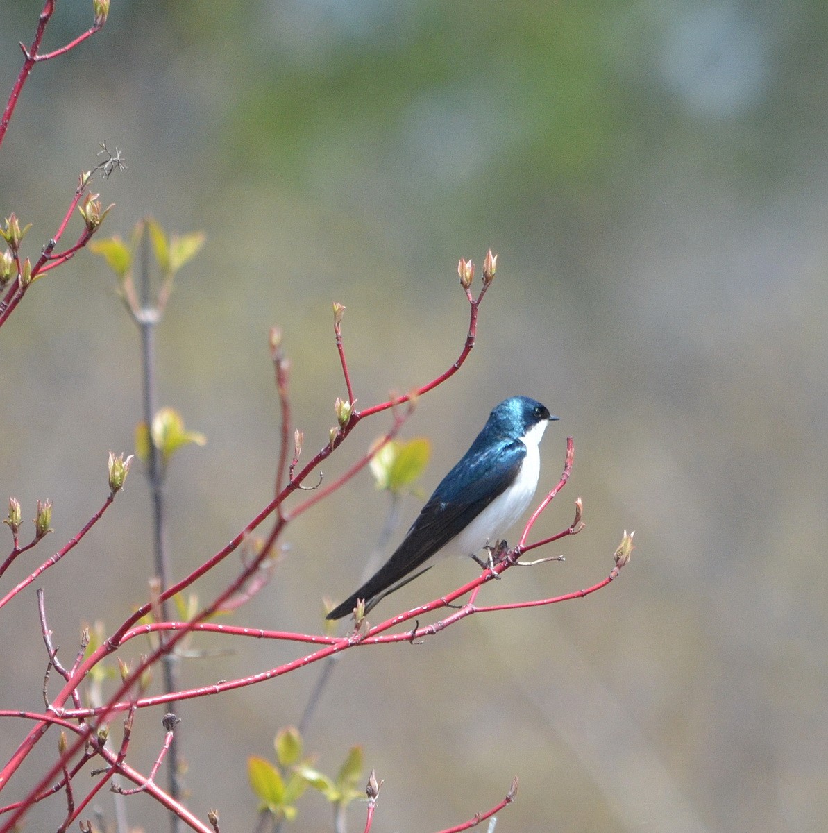 Tree Swallow - ML446282751