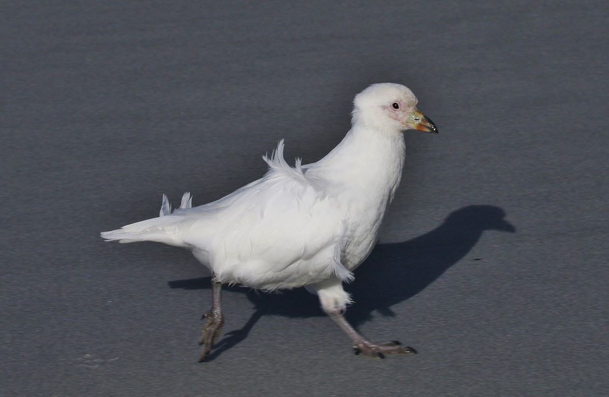 Snowy Sheathbill - ML446282891