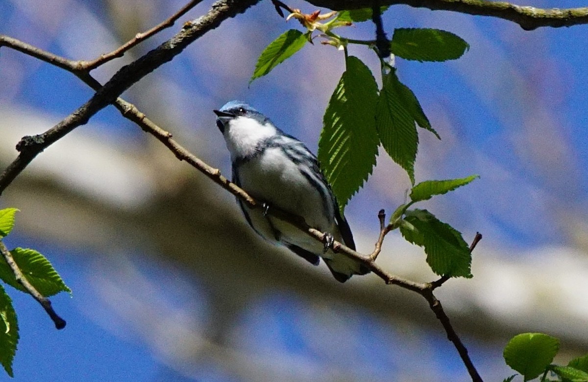 Cerulean Warbler - ML446283171