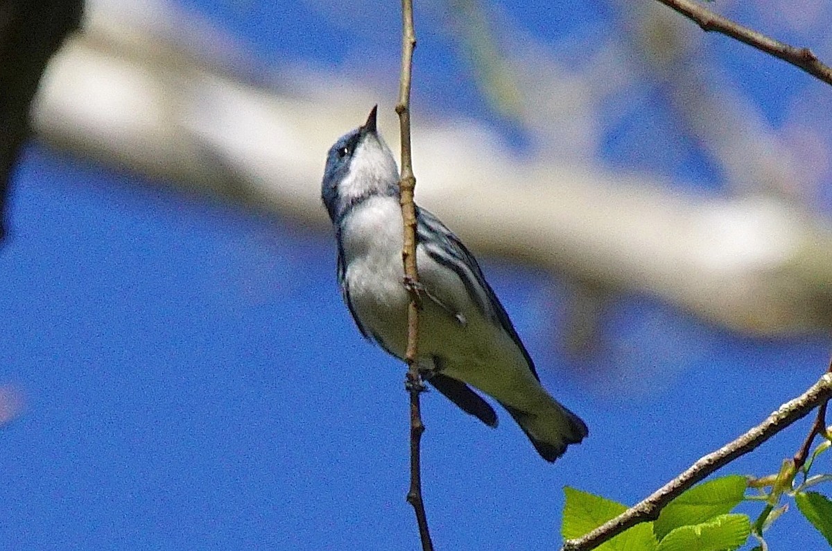 Cerulean Warbler - ML446283511