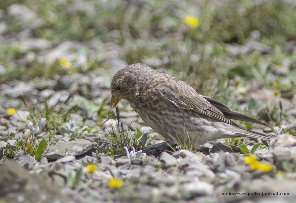 Tibetan Rosefinch - ML446283581
