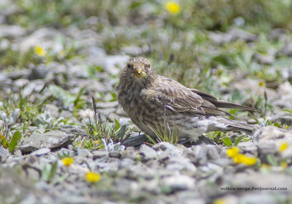 Tibetan Rosefinch - ML446283591