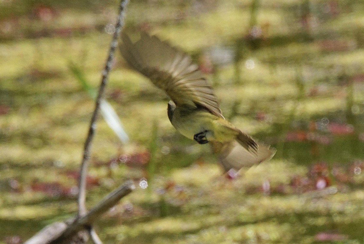 Willow Flycatcher - ML446285421