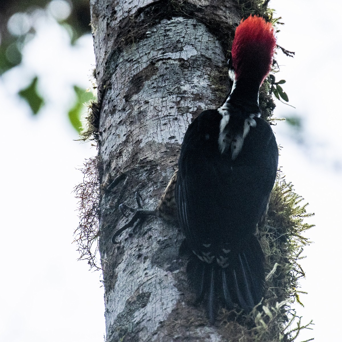 Powerful Woodpecker - ML446285441