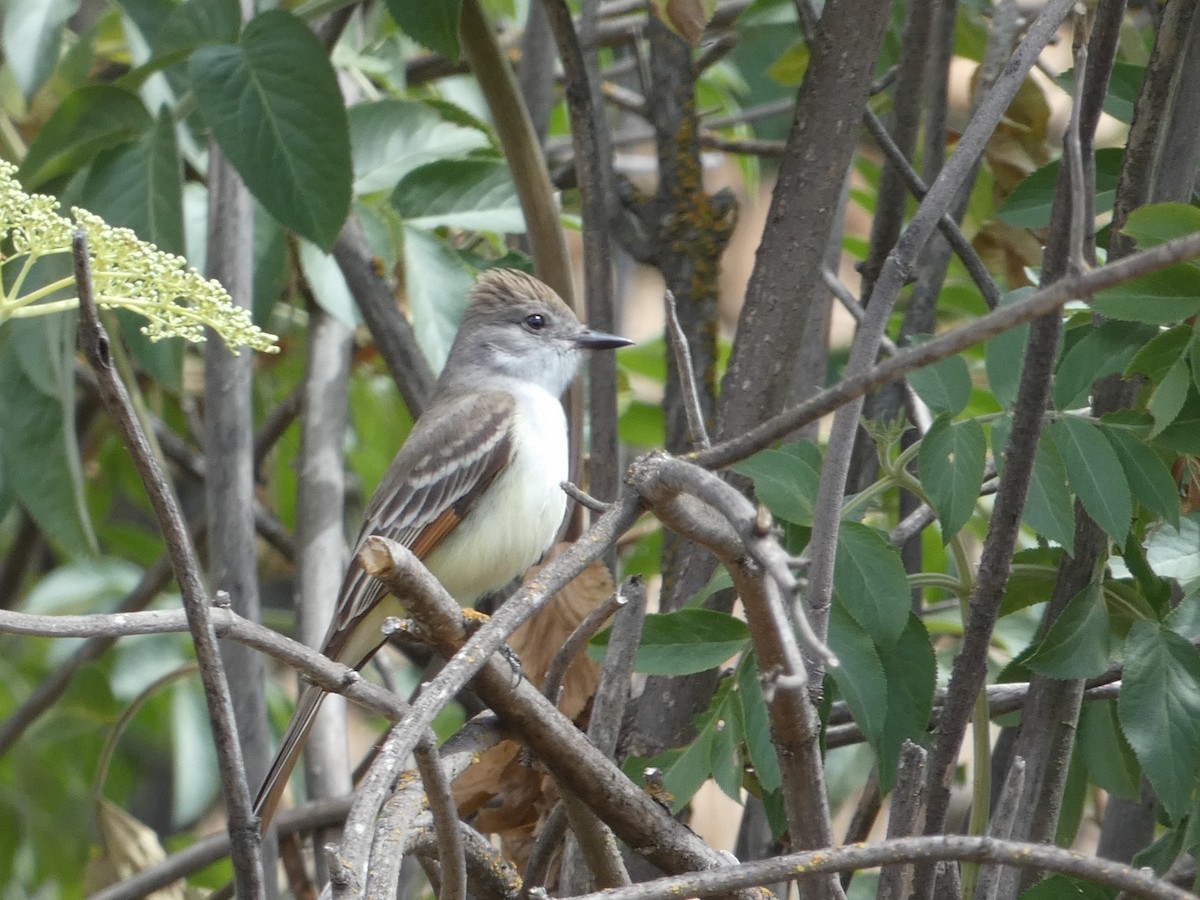 Ash-throated Flycatcher - ML446285491