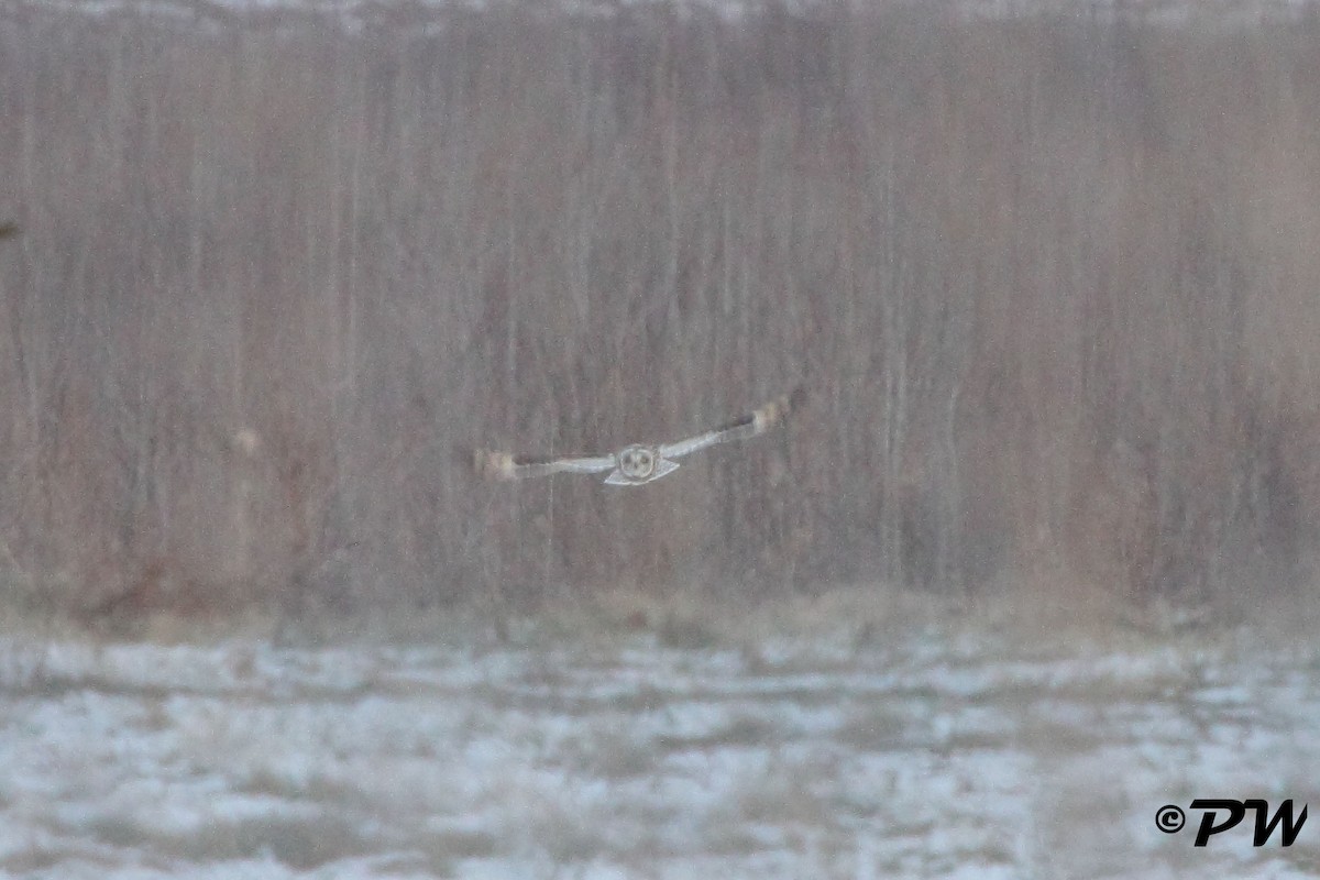 Zingira-hontza - ML44628661