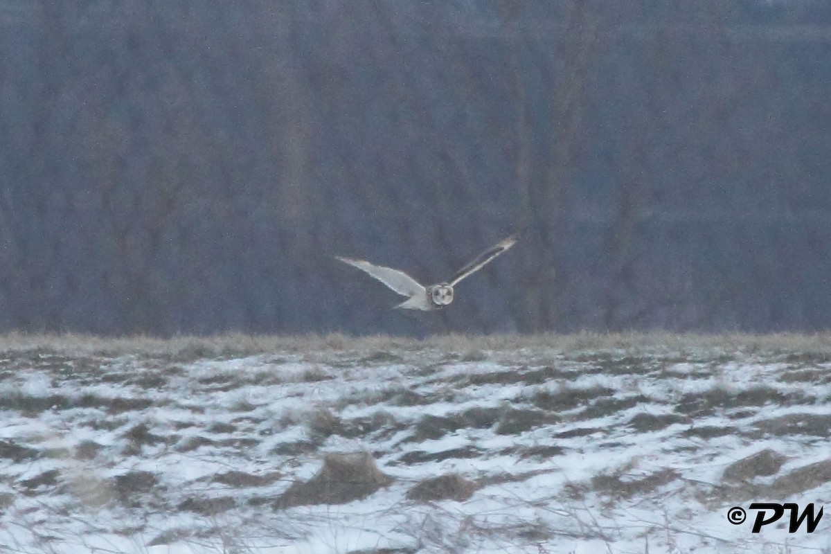 Zingira-hontza - ML44628671