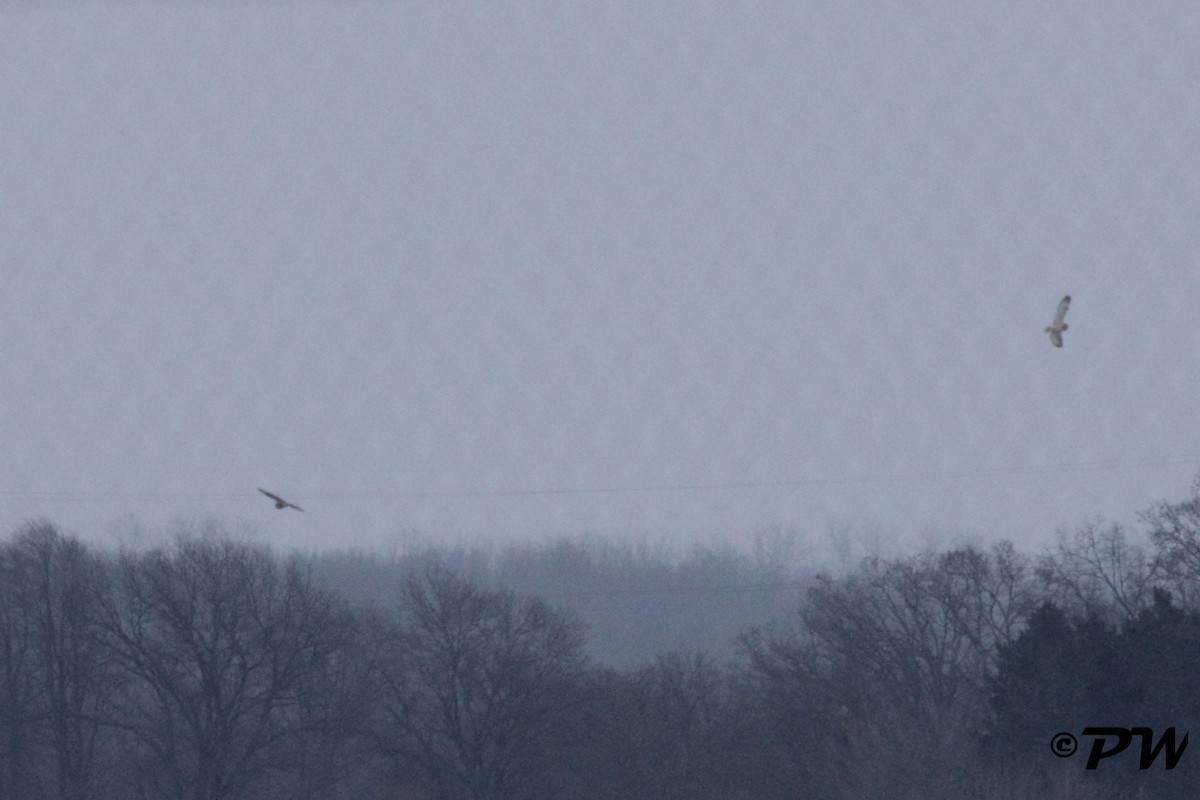 Zingira-hontza - ML44628691