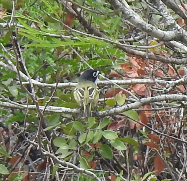 Black-capped Vireo - ML446287591