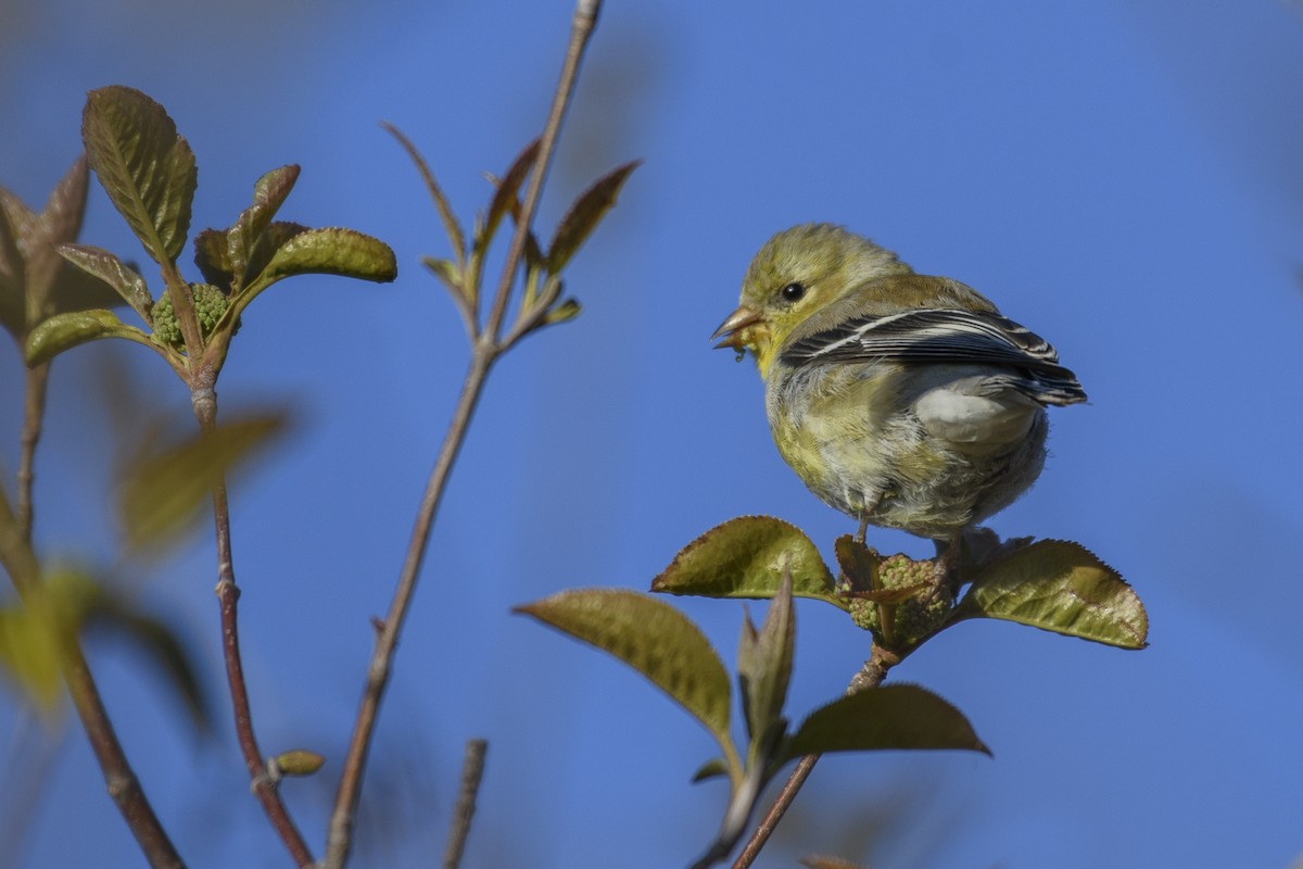 Chardonneret jaune - ML446288531