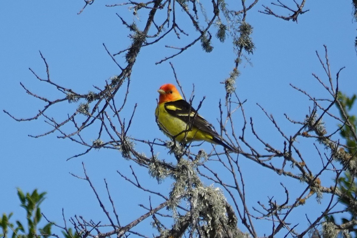 Western Tanager - ML446288971